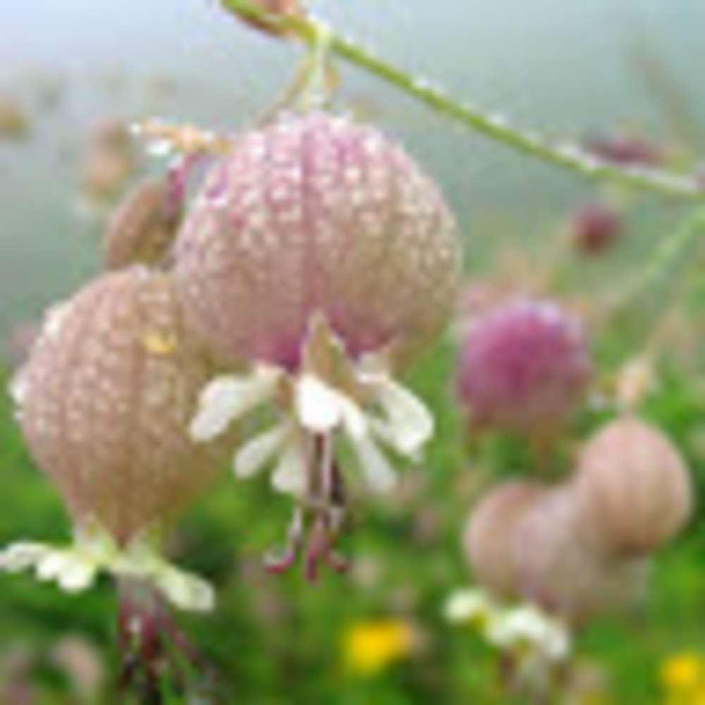 Meet your Posher, Laurie ann